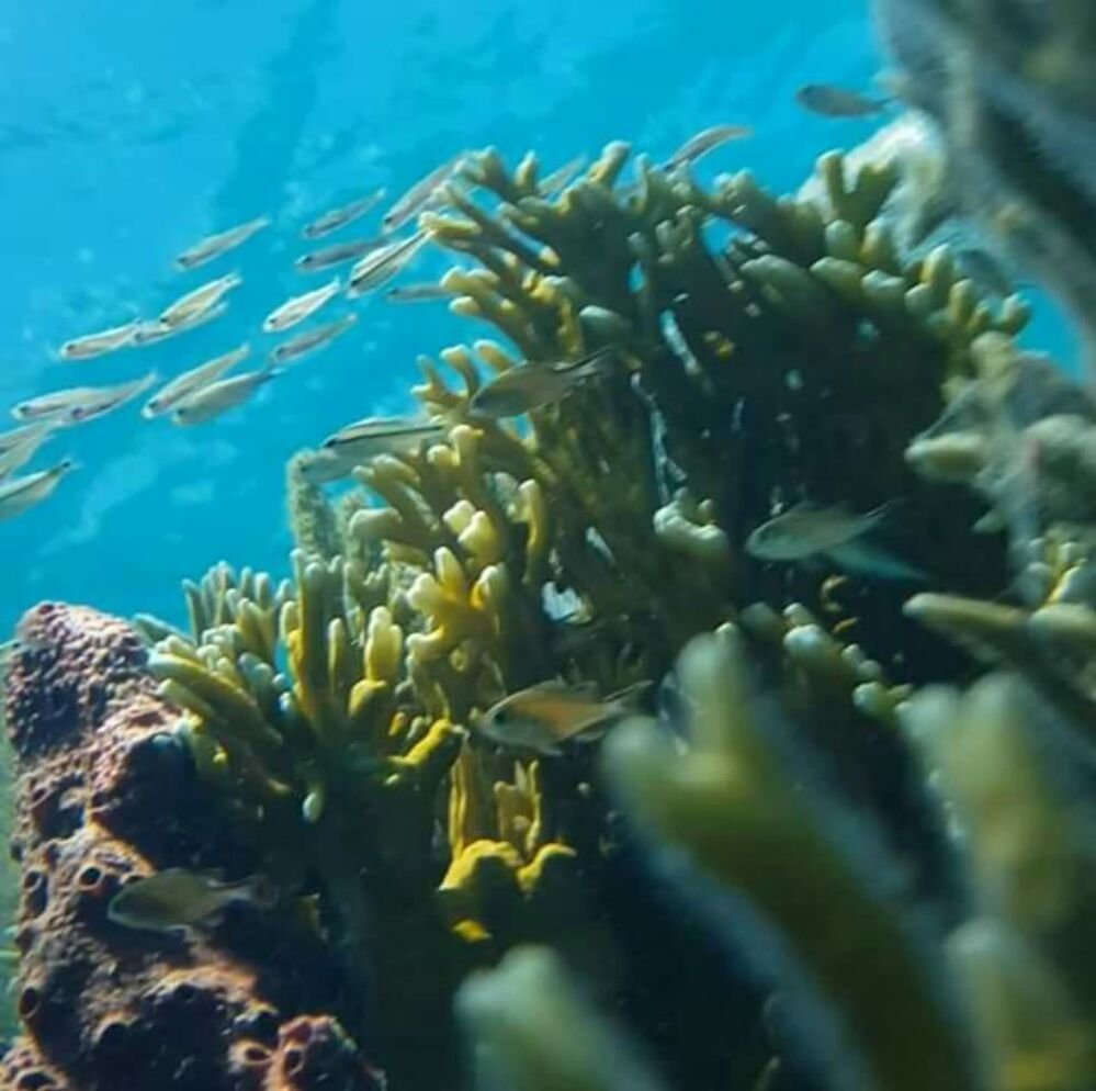Snorkel with Locals Logo
