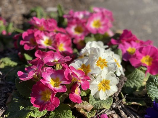 Norfolk Botanical Garden by null