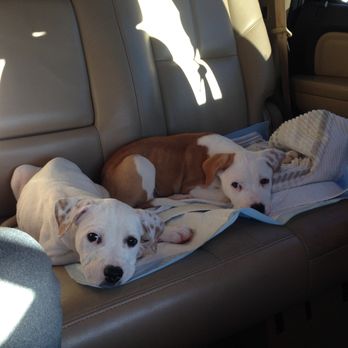 Finding A Best Friend Rescue - On our way home from Momma Regina's house. - Pet Adoption Near Me Finding A Best Friend Rescue - On our way home from Momma Regina's house. - Pet Adoption Near Me