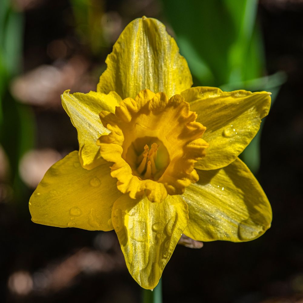 Holland Bulb Farms - daffodil - Nurseries & Gardening Near Me - Milwaukee, Wisconsin