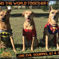 The Wise Hound K9 Academy