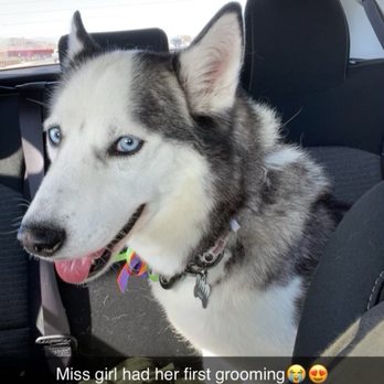 Alljoy 4 Paws - Community Service/Non-Profit Near Me
