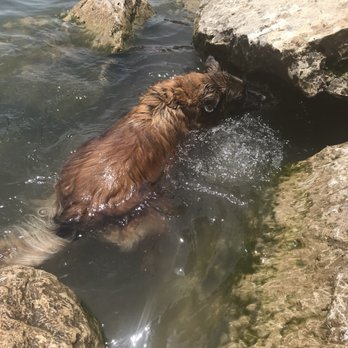 Red Bud Dog Park - Dog Parks Near Me - Austin, Texas Red Bud Dog Park - Dog Parks Near Me - Austin, Texas