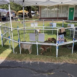 Villa Farm Mobile Petting Zoo - Look ma. Petting zoo at farmers market in Houston