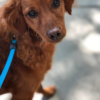 Tropico Kennels - Max - Pet Breeders Near Me - Redondo Beach , California Tropico Kennels - Max - Pet Breeders Near Me - Redondo Beach , California