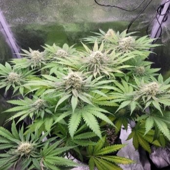 The Seed Pharm - Cannabis Dispensaries Near Me - Vancouver, British Columbia The Seed Pharm - Cannabis Dispensaries Near Me - Vancouver, British Columbia