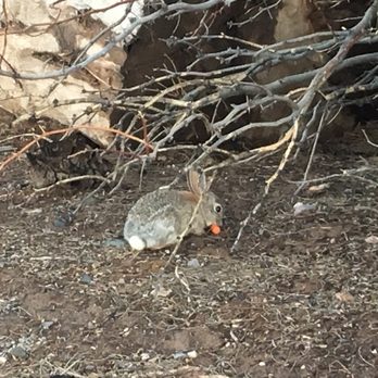 Sunset Park - Feeding the babies :) - Dog Parks Near Me - Las Vegas, Nevada