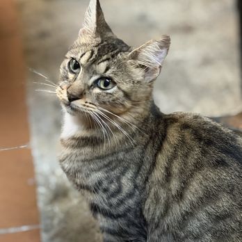 XOLO Taco - Cat on the street - Mexican Near Me - San Juan, Puerto Rico XOLO Taco - Cat on the street - Mexican Near Me - San Juan, Puerto Rico