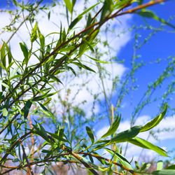 Mitchell's Nursery & Greenhouse - Weeping Willows