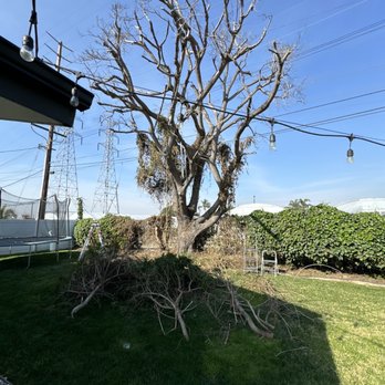 Tree Services Elite - The dead tree before - Tree Services Near Me