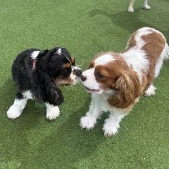 The Barking Dog - Oliver and his new friend at daycare - Pet Groomers Near Me - Scottsdale, Arizona The Barking Dog - Oliver and his new friend at daycare - Pet Groomers Near Me - Scottsdale, Arizona