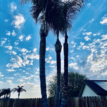 Cal-Tree Services and Landscaping - Tree Services Near Me - Bakersfield, California Cal-Tree Services and Landscaping - Tree Services Near Me - Bakersfield, California