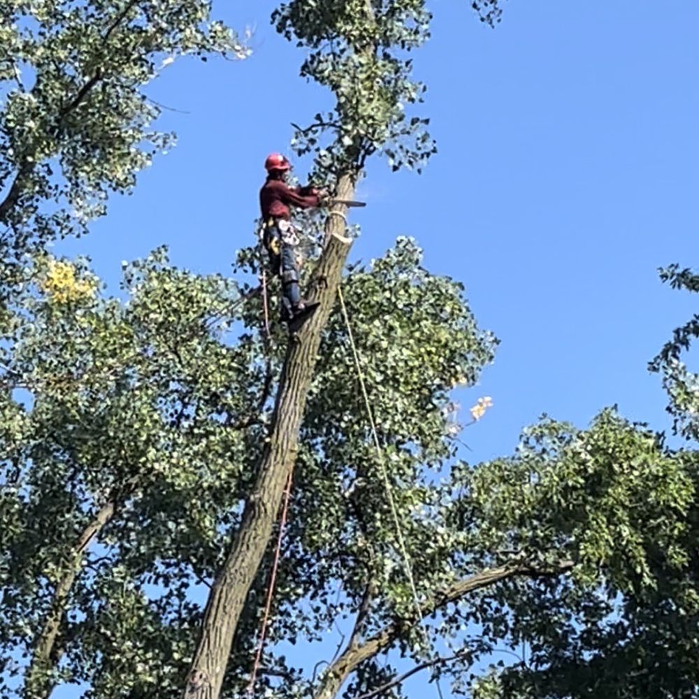 Coy Tree Service - Tree Services Near Me