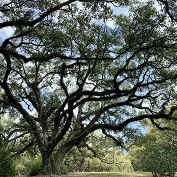 Tabasco - Beautiful oak tree - Specialty Food Near Me - Avery Island, Louisiana
