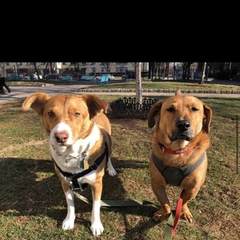 Trusty Tails Pet Care - Dog Walkers Near Me - Hoboken, New Jersey Trusty Tails Pet Care - Dog Walkers Near Me - Hoboken, New Jersey