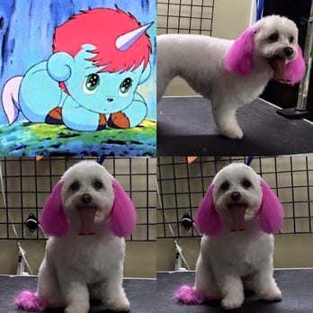 Dramatic Paws - Pet Groomers Near Me - Ozark, Alabama Dramatic Paws - Pet Groomers Near Me - Ozark, Alabama