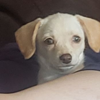 WAGS Pet Adoption - Look at that face! - Animal Shelters Near Me - Westminster, California WAGS Pet Adoption - Look at that face! - Animal Shelters Near Me - Westminster, California