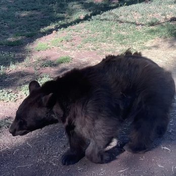 Bearizona - Bear - Zoos Near Me - Williams, Arizona Bearizona - Bear - Zoos Near Me - Williams, Arizona