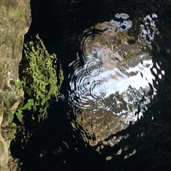 Cenote San Lorenzo Oxman - Ripple and cenote flora