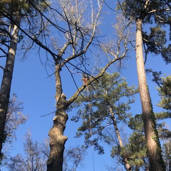 Steve's Tree Service & Landscape - Removal in areas large equipment can not access! - Tree Services Near Me - Ellenwood, Georgia Steve's Tree Service & Landscape - Removal in areas large equipment can not access! - Tree Services Near Me - Ellenwood, Georgia