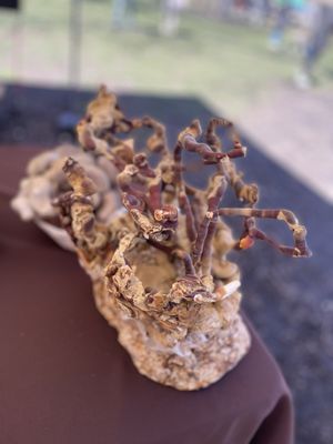 Green City Market Lincoln Park by null