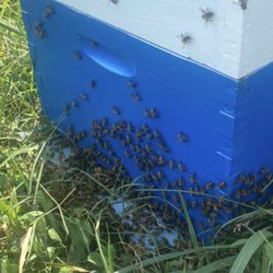 Sunrise Bee Supply - Beehive