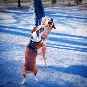 Pet Care By Nicholas - Pet Sitting Near Me - Jersey City, New Jersey Pet Care By Nicholas - Pet Sitting Near Me - Jersey City, New Jersey
