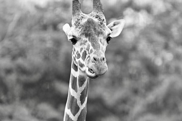 Zoo Atlanta by null