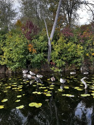 Lake of the Isles Park by null