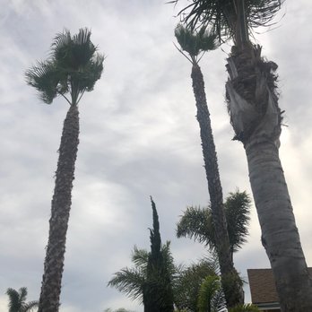 Yellow Tree Services - Tree Services Near Me