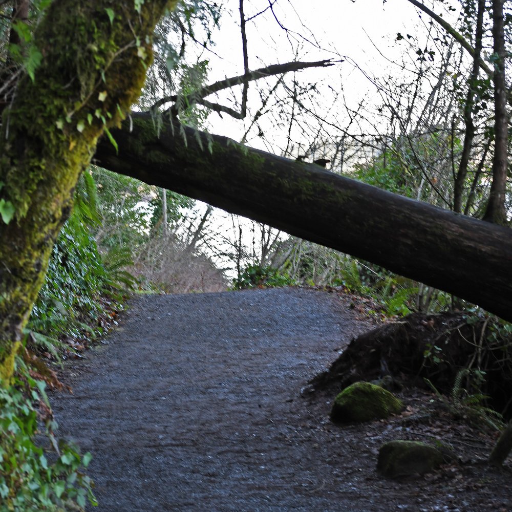 Lacamas Lake - A wide, smooth path with very gradual changes in elevation. Easy walking while still seeming rustic - Lakes Near Me - Camas, Washington Lacamas Lake - A wide, smooth path with very gradual changes in elevation. Easy walking while still seeming rustic - Lakes Near Me - Camas, Washington