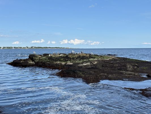 Beavertail State Park by null