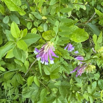 East Fork State Park - Wildflowers - Hiking Near Me - Bethel, Ohio