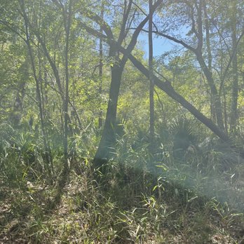 Azalea Park - Beautiful trails - Parks Near Me - Summerville, South Carolina