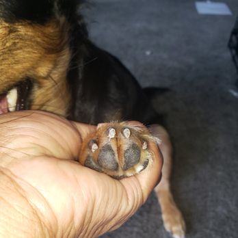 Pups in Tubs - Her nails are so short that she cannot walk properly - Pet Groomers Near Me - Los Angeles, California