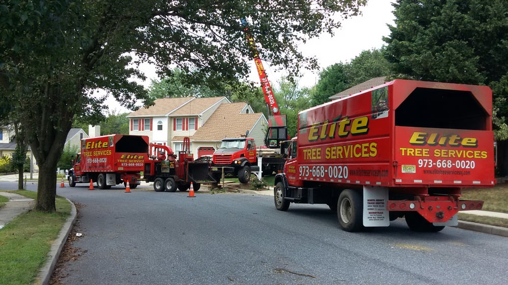 ELITE TREE SERVICES Updated July 2024 36 Photos & 19 Reviews 9 N
