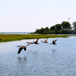 Marine Nature Study Area - Canadian geese