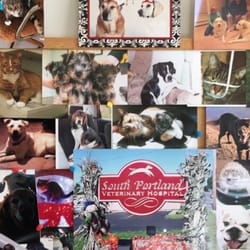 South Portland Veterinary Hospital - Dakota and Destin still displayed atop the bulletin board.