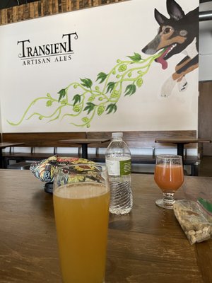 Transient Artisan Ales by null