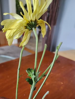 ProFlowers by null