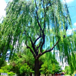 The beautiful willow!