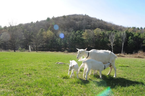 Big Picture Farm by null