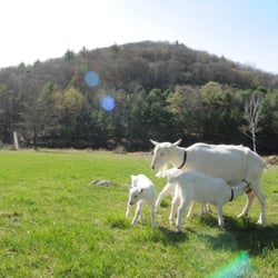 Big Picture Farm