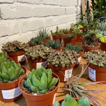 Nook Coffee Bar - Plant selection. - Coffee & Tea Near Me - Costa Mesa, California