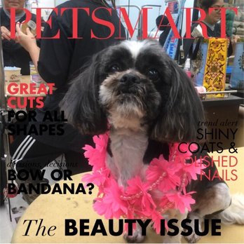 PetSmart Dog Training - Pet Training Near Me - Pearland, Texas PetSmart Dog Training - Pet Training Near Me - Pearland, Texas