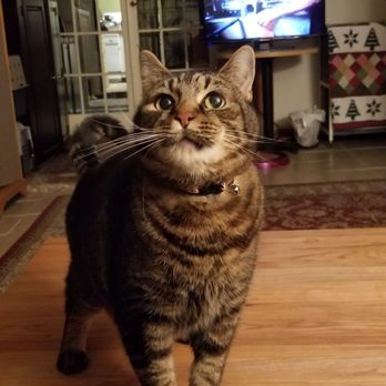 Happy Cats Hotel - Pet Boarding Near Me Happy Cats Hotel - Pet Boarding Near Me