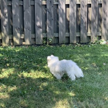 Pampered Pets - Mowgli - Dog Walkers Near Me Pampered Pets - Mowgli - Dog Walkers Near Me