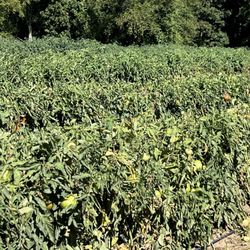 Treat Farm - Tomato and other plants