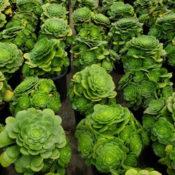 AEONIUM