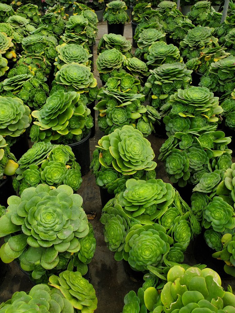 CENTENOS NURSERY & LANDSCAPING Updated August 2024 14 Photos & 32 Reviews 17514 S Figueroa